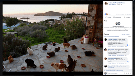 Une capture d'écran de l'offre d'emploi mise en ligne le 5 août 2018 par un refuge pour chats sur l'île grecque de Syros. (FACEBOOK)