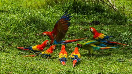 Un perroquet adulte Ara lmacao et ses petits du Costa Rica. (VW PICS / UNIVERSAL IMAGES GROUP EDITORIAL via GETTYIMAGES)