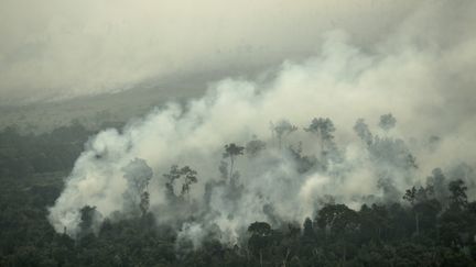 Un feu de forêt en Indonésie (SUTANTA ADITYA / ANADOLU AGENCY)