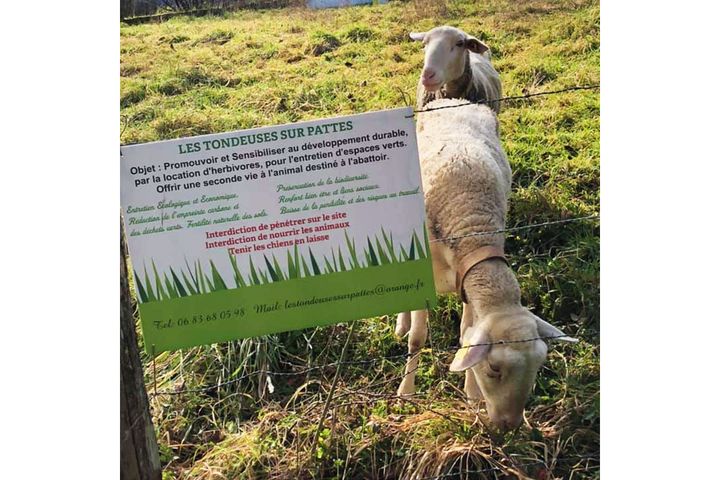 The ewes are divided between private or company gardens.   (ISABELLE MORAND / JMS / RADIO FRANCE / FRANCE INFO)