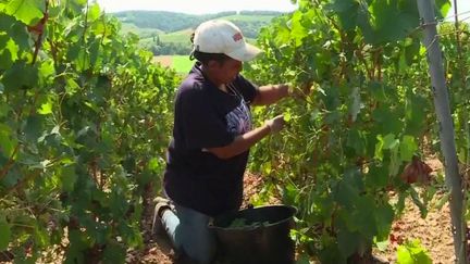 Pour de nombreux vignerons, trouver des bras pour les vendanges est un vrai casse-tête.&nbsp;Alors certains départements ont mis en place un système où les allocataires du RSA peuvent continuer à toucher leur allocation, en cumulant un salaire pour les vendanges. (France 2)