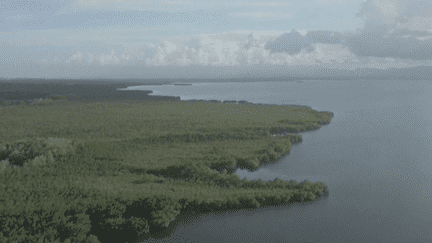 Guadeloupe : protéger et restaurer les mangroves pour lutter contre le réchauffement climatique (France 3)