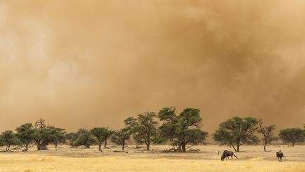 Une tempête de sable dans l'actuel désert du Kalahari, berceau de l'homme moderne, qui était il y a 200.000 ans humide et verdoyant. (THOMAS DRESSLER / BIOSPHOTO / AFP)