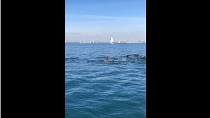 Capture d'écran d'une vidéo sur des dauphins à la sortie du port du Grau-du-Roi (Gard), le 4 février 2018. (AURELIEN LAUGIER / FACEBOOK)