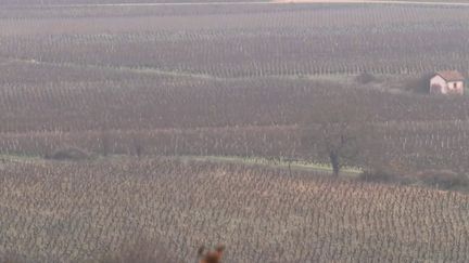 Les vignes de Beaune (Côte-d'Or). (FRANCE 2)