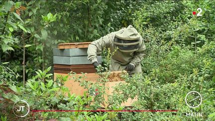 Les ruches en cours d'instalation à l'Elysée. (France 2)