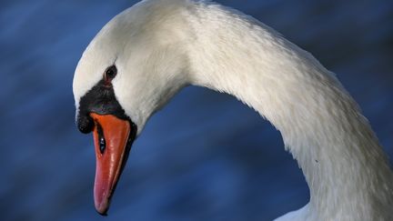 Un cygne dans une rivière, le 29 septembre 2014. (DAVID EBENER / DPA)