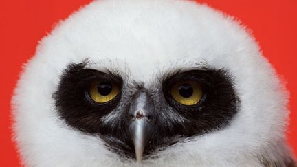 Elton la chouette &agrave; lunettes lors de sa pes&eacute;e annuelle au zoo de Londres (Royaume-Uni), le 22 ao&ucirc;t 2012. (ANDREW COWIE / AFP)