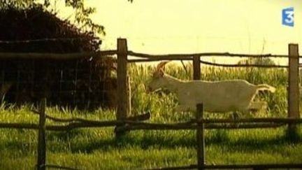 George Dandin se transforme en Bête à cornes dans une ferme de l&#039;Indre
 (Culturebox)