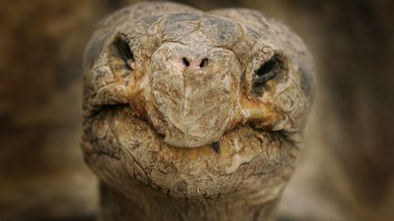 Actuellement, ces animaux se reproduisent en captivit&eacute;, sous contr&ocirc;le scientifique, dans les installations du parc naturel des Galapagos, o&ugrave; ils sont &eacute;lev&eacute;s jusqu'&agrave; l'&acirc;ge de 4 ou 5 ans. (MAXPPP)