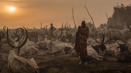 Agriculteurs-pasteurs, les Dinkas consacrent une grande partie de leur vie à s’occuper de leur bétail: vaches, moutons et chèvres. (STEFANIE GLINSKI / AFP)