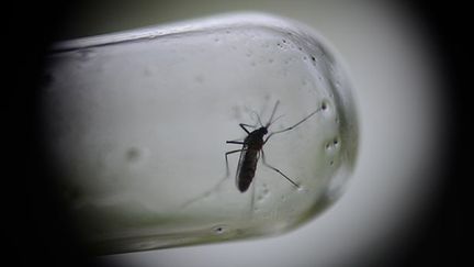 Un aède aegypti capturé à Santa Barbara, au Guatemala.
 
L’insecte pique principalement à l’aube et avant le coucher du soleil, en particulier pendant la saison des pluies. (AFP PHOTO / Johan ORDONEZ)