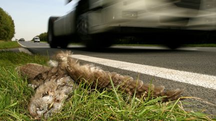 Une chouette &eacute;cras&eacute;e sur le bord d'une route fran&ccedil;aise. (SAMUEL DHIER / BIOSPHOTO / AFP)