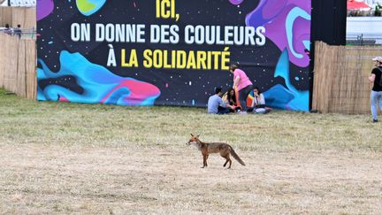 Le premier jour du festival Solidays, un renard s'est gliséé parmi les festivaliers, Paris; le 24 juin 2022 (LIONEL URMAN/SIPA)