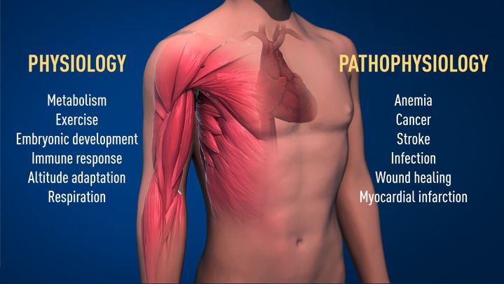 Les chercheurs récompenses ont travaillé sur les mécanismes permettant aux cellules de s'adapter&nbsp;différemment selon leur approvisionnement en oxygène. Ces travaux ouvrent la voie dans&nbsp;de nombreux domaines de la physiologie. (JURY DU PRIX NOBEL)