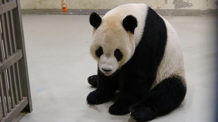 Le panda Tuan Tuan le 29 février 2016 au zoo de Taipei (Taïwan). (XINHUA / XINHUA)