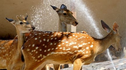 Des daims photographiés au zoo de Zhengzhou, en Chine, le 24 juillet 2018. (XINHUA / AFP)