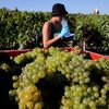 Un salarié agricole se désaltère pendant les vendanges lors d'un épisode de canicule, à Ludes (Marne), le 8 septembre 2023. (FRANCOIS NASCIMBENI / AFP)