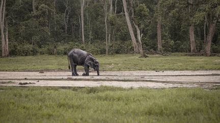 Dans la réserve de Dzanga-Sangha&nbsp;en&nbsp;Centrafrique (FLORENT VERGNES / AFP)