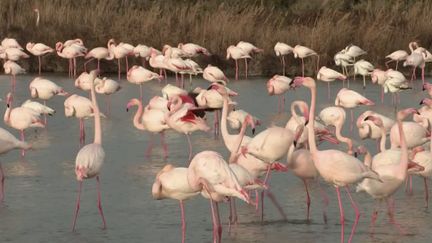 Camargue : à la découverte des flamants roses