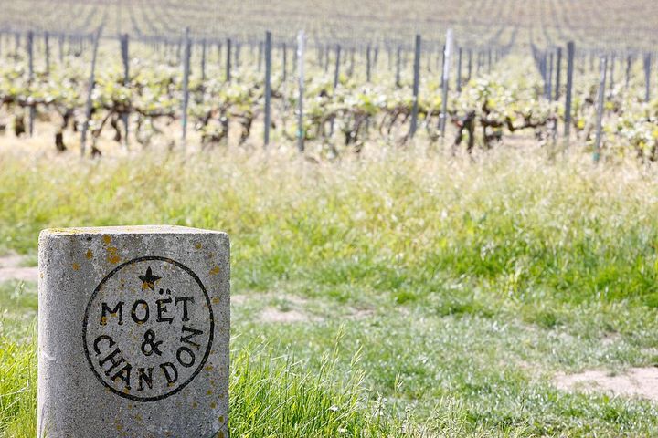 Le vignoble champenois de Moët et Chandon en Champagne.&nbsp; (UNIVERSAL IMAGES GROUP VIA GETTY)