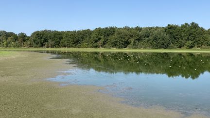 Le 23 août 2023, près de 500 cadavres de carpes flottent à la surface de l’étang Mont Rozand, à Marlieux dans l'Ain, à cause de la canicule. (THEO METTON-REGIMBEAU / RADIOFRANCE)