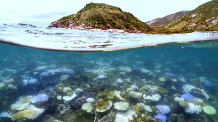 Des coraux victimes de blanchissement au sein de la Grande Barrière de corail, au large de l'île de Lizard Island (Australie), le 5 avril 2024. (DAVID GRAY / AFP)