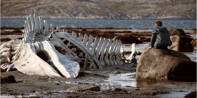 "Léviathan" d'Andreï Zvyagintsev
 (Pyramide Distribution)