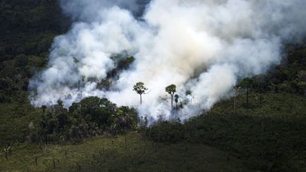 Un feu de forêt en Amazonie, au Brésil, le 14 octobre 2014. (RAPHAEL ALVES / AFP)