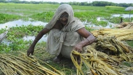 Une femme travaillant le jute à Gopalgong, à 100 km de Dacca, le 10 août 2010 (AFP/MUNIR UZ ZAMAN )