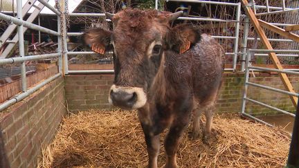 Zeus, future star de la prochaine création du metteur en scène Dominique Durvin (France 3 Nord Pas-de-Calais S. Picard / J. Guery  /)