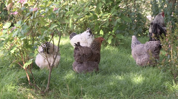 La Brahma a les pattes et le croupion tout emplumés.&nbsp; (ISABELLE MORAND / RADIO FRANCE / FRANCE INFO)