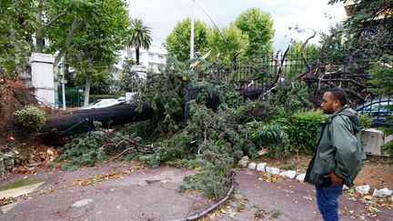 Un arbre d&eacute;racin&eacute; par les orages &agrave; Nice (Alpes-Maritimes), le 29 juillet 2013. (VALERY HACHE / AFP)