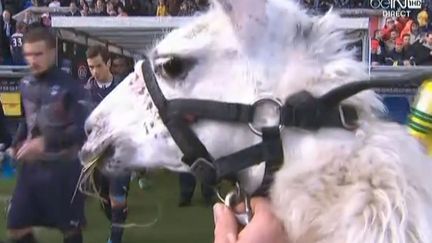 Capture d'&eacute;cran d'une vid&eacute;o montrant Serge le lama au bord de la pelouse de Chaban-Delmas, avant le match Bordeaux-Nantes, le 10 novembre 2013. (BE IN SPORT / FRANCETV INFO)