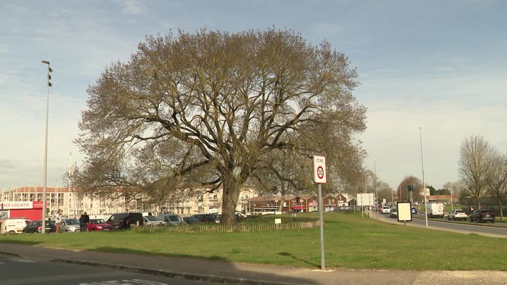 A Rochefort, ce frêne majestueux a été estimé à 26 000 euros. (J. Chauvet / France Télévisions)