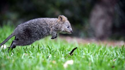 Un qokka, dans un zoo de Sidney, le 14 f&eacute;vrier 2013. (JEREMY PIPER / NEWSPIX / /REX / SIPA)