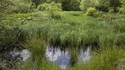 Le&nbsp;Parc naturel régional des Ardennes (illustration). (ARTERRA / UNIVERSAL IMAGES GROUP EDITORIAL)