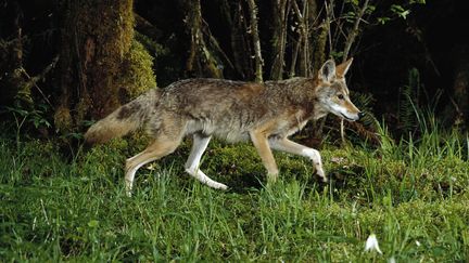 Un coyote dans le parc national du mont Hood, dans l'Oregon (nord-ouest des Etats-Unis). (MICHAEL DURHAM / MINDEN PICTURES / AFP)