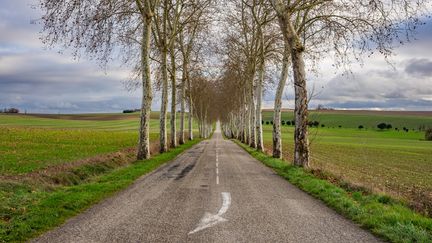 Des arbres au bord d'une route, dans le Gers, le 3 décembre 2023. (JEAN-MARC BARRERE / HANS LUCAS / AFP)