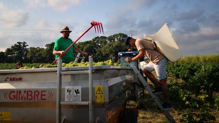 Les vendanges à Cabestany (Pyrénées-Orientales), le 6 août 2019 (NINA VALETTE / RADIO FRANCE)