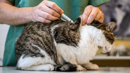 Un vétérinaire procède à une injection à un chat. (PHILIPPE HUGUEN / AFP)