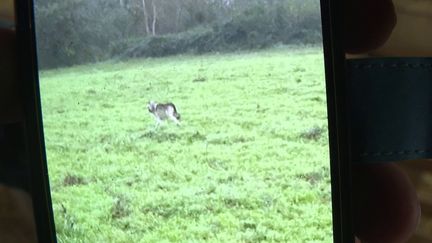 Loiret : un loup sévit dans le département depuis 10 jours (France 2)