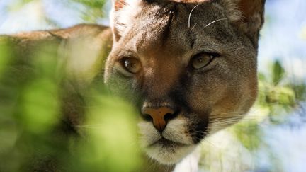 Un puma en captivité au Taigan Safari Park, en Crimée, le 23 avril 2016.&nbsp; (SERGEY MALGAVKO / RIA NOVOSTI / AFP)