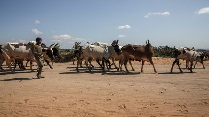 Un troupeau de zébus à Madagascar. (RIJASOLO / AFP)