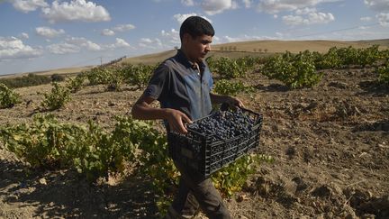 Un ouvrier ramasse des raisins dans un vignoble des hauts plateaux de Sidi Bel Abbès, à quelque 435 kilomètres au sud-ouest d'Alger, le 2 septembre 2020. (RYAD KRAMDI / AFP)