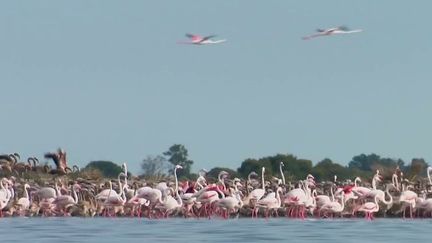 Gard : véritable terre d'accueil pour les flamants roses