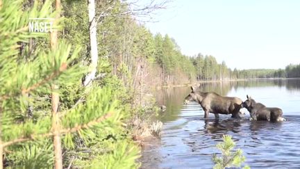 L'émission "La grande traversée des élans" est diffusée 24 heures sur 24 en Suède.&nbsp; (CAPTURE ECRAN SVT)