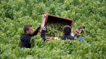 Les vendangeurs n'étaient pas déclarés (photo d'illustration). (ALEXANDRE MARCHI / MAXPPP)