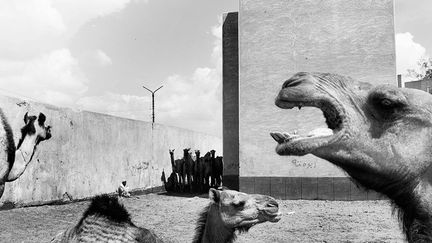 le plus grand marché de dromadaires d'Égypte, près de 2.000 bêtes sont échangés chaque semaine. Une viande meilleure marché que le bœuf. (Moises Saman / Magnum Photos)