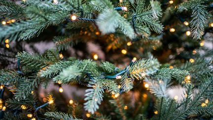 Noël et fêtes de fin d'année : où et comment se débarrasser de son sapin ?